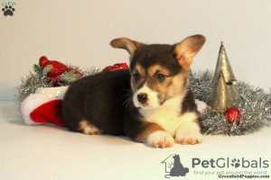 Photo №2 to announcement № 63544 for the sale of welsh corgi - buy in Greece 