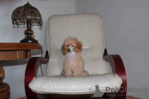 Photo №1. non-pedigree dogs - for sale in the city of Warsaw | negotiated | Announcement № 72910