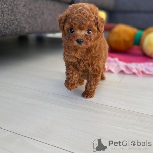Photo №2 to announcement № 135114 for the sale of poodle (toy) - buy in United States breeder