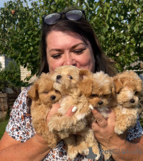 Photo №1. maltipu - for sale in the city of Dnipro | 2500$ | Announcement № 147473