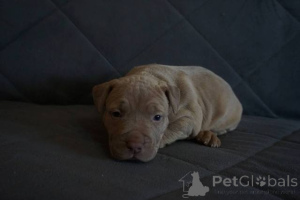Photo №3. Pitbull Terrier puppies. Serbia