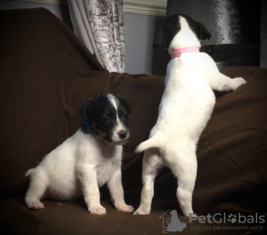 Photo №1. jack russell terrier - for sale in the city of Krasnoyarsk | 592$ | Announcement № 11077