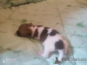 Photo №2 to announcement № 28123 for the sale of jack russell terrier - buy in Russian Federation private announcement