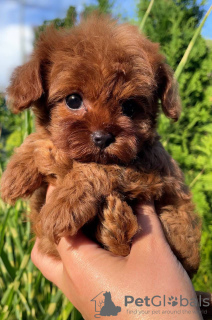 Photo №3. Healthy Toy Poodle Puppies for sale to loving homes with reliable delivery. Russian Federation