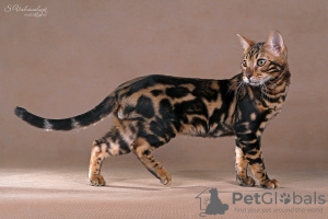 Photo №2 to announcement № 13670 for the sale of bengal cat - buy in Russian Federation from nursery, breeder