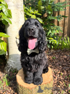 Photo №1. english cocker spaniel - for sale in the city of Strasbourg | negotiated | Announcement № 177477