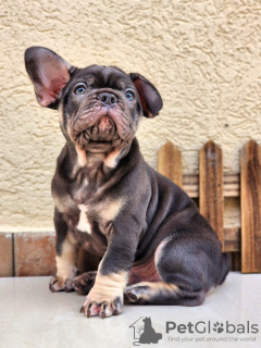 Photo №1. french bulldog - for sale in the city of Ashkelon | negotiated | Announcement № 101929