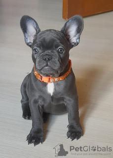 Photo №1. french bulldog - for sale in the city of Москва | 1768$ | Announcement № 24670