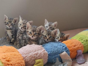 Photo №1. bengal cat - for sale in the city of Антверпен | 264$ | Announcement № 115082