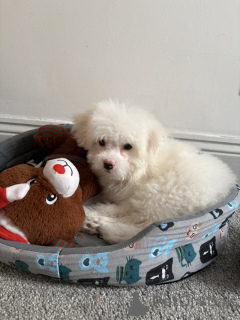Photo №1. bichon frise - for sale in the city of Bad Münsteerefel | negotiated | Announcement № 166837