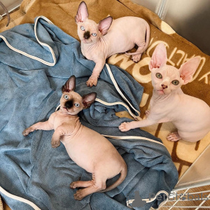 Photo №2 to announcement № 175462 for the sale of sphynx cat - buy in Germany private announcement