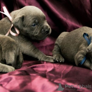 Photo №1. cane corso - for sale in the city of Kherson | negotiated | Announcement № 7469