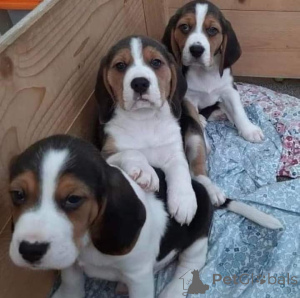 Photo №4. I will sell non-pedigree dogs in the city of Achaern.  - price - Is free