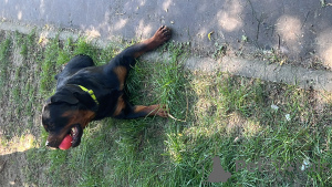 Photo №2. Mating service rottweiler. Price - 94$