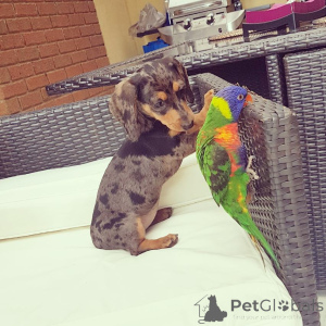 Photo №2 to announcement № 135682 for the sale of dachshund - buy in United States breeder