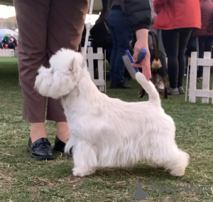 Additional photos: Best West Highland White Terrier puppies for sale