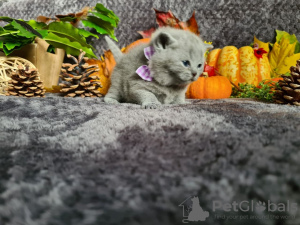 Additional photos: Stunning british shorthair Champion Bloodline Kittens