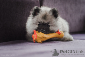 Photo №1. german spitz - for sale in the city of Minsk | 196$ | Announcement № 17930