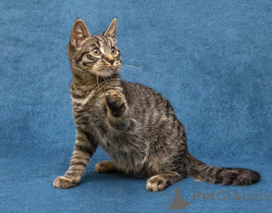 Photo №4. I will sell  in the city of Moskova. private announcement - price - Is free