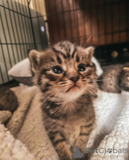 Photo №4. I will sell bengal cat in the city of New Beith. breeder - price - 370$