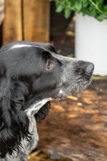 Additional photos: Adorable English cocker puppies!