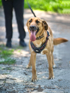 Photo №1. non-pedigree dogs - for sale in the city of Moskova | Is free | Announcement № 168981
