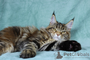 Photo №2 to announcement № 14216 for the sale of maine coon - buy in Russian Federation from nursery