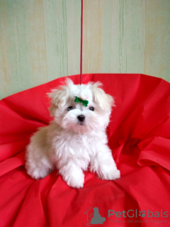 Photo №1. maltese dog - for sale in the city of Minsk | 800$ | Announcement № 11407