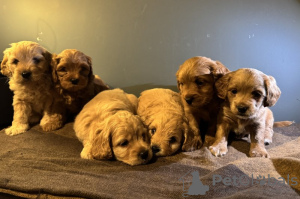 Photo №4. I will sell maltipu in the city of Leingarten. private announcement - price - 753$