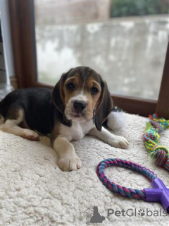 Photo №1. beagle - for sale in the city of Phoenix | negotiated | Announcement № 127718