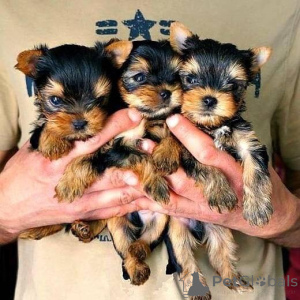 Photo №1. yorkshire terrier - for sale in the city of Brno | negotiated | Announcement № 153744