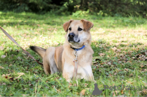 Photo №2 to announcement № 138782 for the sale of non-pedigree dogs - buy in Russian Federation 