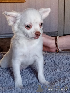 Photo №1. chihuahua - for sale in the city of Chelyabinsk | 203$ | Announcement № 18091