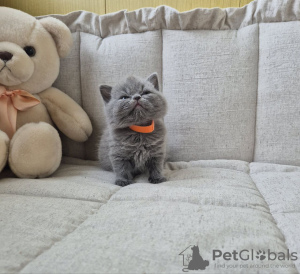 Photo №3. British kittens for sale.. Russian Federation