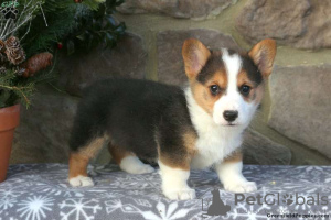 Photo №2 to announcement № 63531 for the sale of welsh corgi - buy in United States 