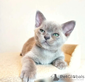 Photo №4. I will sell burmese cat in the city of Амстердам. breeder - price - 1057$