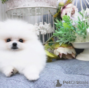 Photo №2 to announcement № 13526 for the sale of pomeranian - buy in United States 