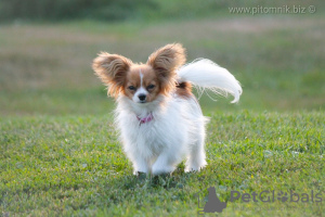 Photo №1. papillon dog - for sale in the city of Minsk | 1183$ | Announcement № 13300