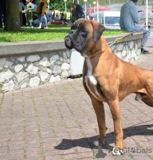 Additional photos: German Boxer, young dog