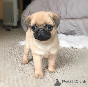 Photo №1. pug - for sale in the city of Czech | 258$ | Announcement № 174068