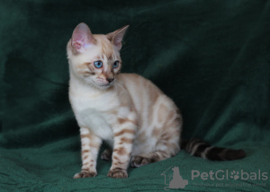 Photo №1. bengal cat - for sale in the city of Cherkasy | 1000$ | Announcement № 40303