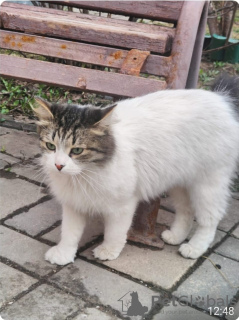 Photo №3. Kitty Sonia is looking for a home!. Russian Federation