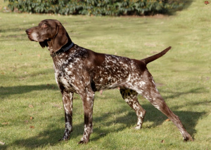 Photo №1. german shorthaired pointer - for sale in the city of Brest | 600$ | Announcement № 672