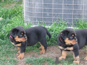Photo №1. rottweiler - for sale in the city of Graz | negotiated | Announcement № 166912
