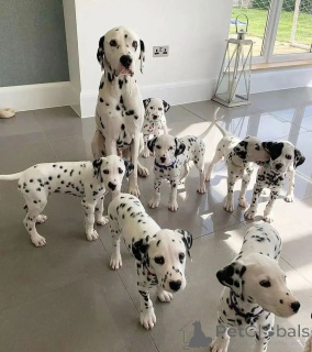Photo №1. dalmatian dog - for sale in the city of California Gully | negotiated | Announcement № 170458