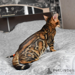 Photo №3. Bengal kittens for sale. Czech Republic