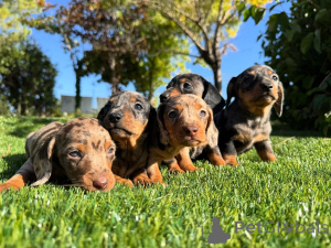 Photo №1. dachshund - for sale in the city of Madrid | negotiated | Announcement № 160831