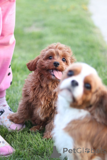 Photo №3. Kavapu puppies, unique designer breed. Belarus