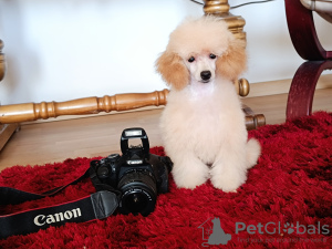 Additional photos: Toy poodle chlopchik with FCI documents