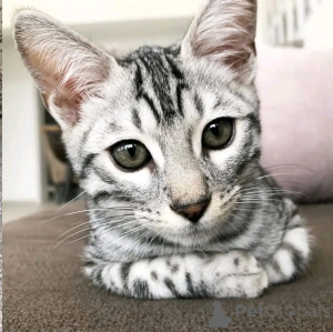 Photo №3. 5 Bengalkattungar redo för nya hem. Germany